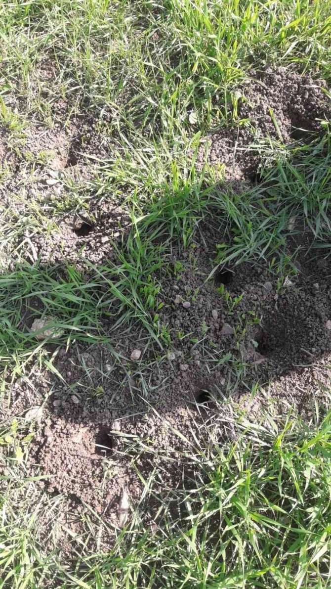 Siirt’te Tarla Faresi Sörveyleri Eğitimi Başladı