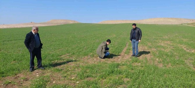 Siirt’te Tarla Faresi Sörveyleri Eğitimi Başladı