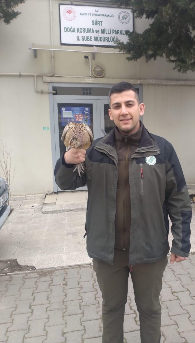 Siirt’te Yaralı Bulunan Sülün Tedavisinin Ardından Doğaya Salındı