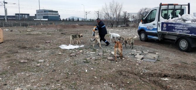 Sincan Belediyesi’nden Sokak Hayvanlarına Mama Takviyesi