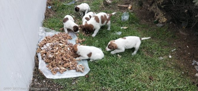Sincan Belediyesi’nden Sokak Hayvanlarına Mama Takviyesi