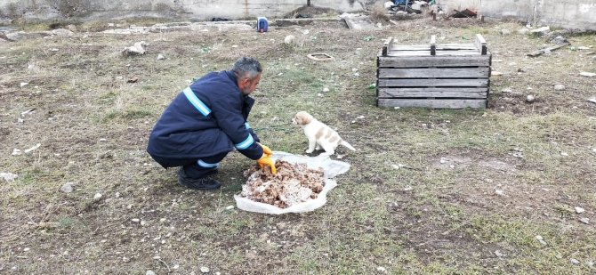 Sincan Belediyesi’nden Sokak Hayvanlarına Mama Takviyesi