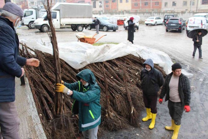 Tavşanlı’da 115 Üreticiye 6 Bin 400 Ceviz Fidanı