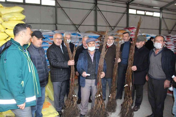 Tavşanlı’da 115 Üreticiye 6 Bin 400 Ceviz Fidanı