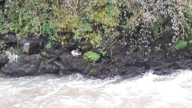 Dereye Düşen Kedi Kepçe Yardımıyla Kurtarıldı