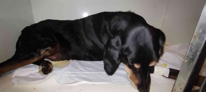 Yolda Yatan Köpeğin Üzerinden Aracıyla Geçti