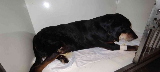 Yolda Yatan Köpeğin Üzerinden Aracıyla Geçti