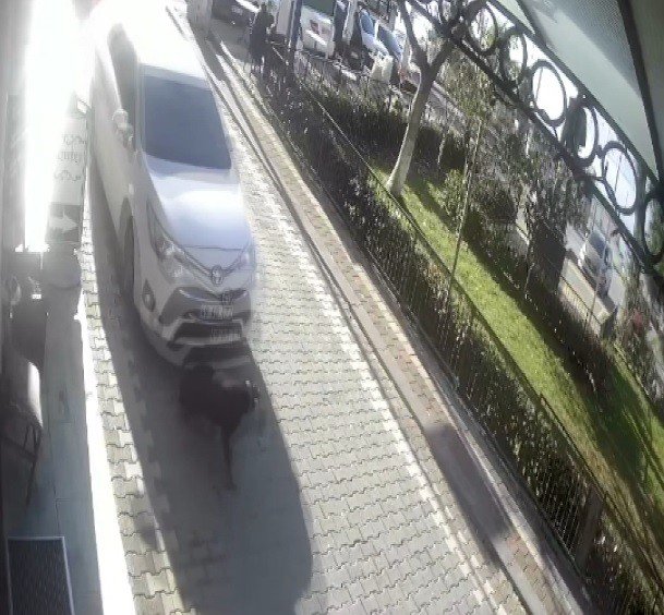 Yolda Yatan Köpeğin Üzerinden Aracıyla Geçti
