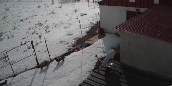 Nesli Tükenmekte Olan Vaşaklar Bayburt’ta Görüldü