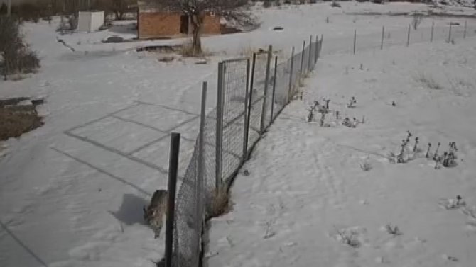 Nesli Tükenmekte Olan Vaşaklar Bayburt’ta Görüldü