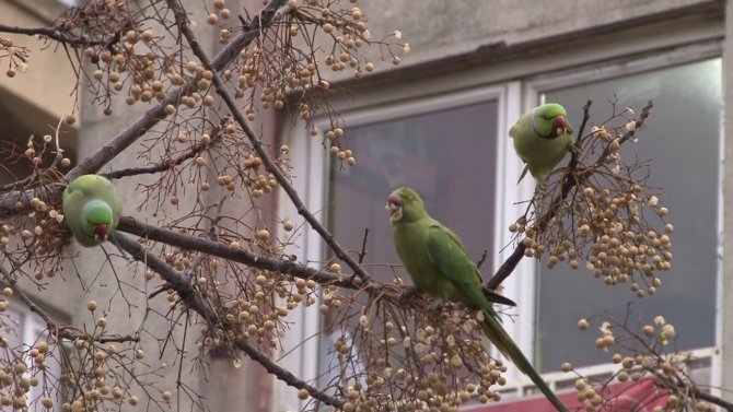 Kadıköy’de Yeşil Papağan Sürüsü Görenleri Şaşkına Çevirdi