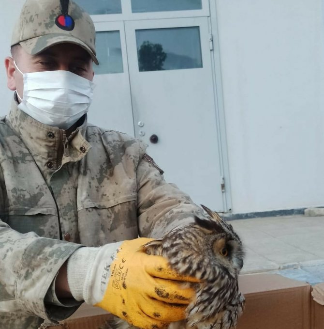 Mardin’de Jandarmanın Bulduğu Yaralı Baykuş Koruma Altına Alındı