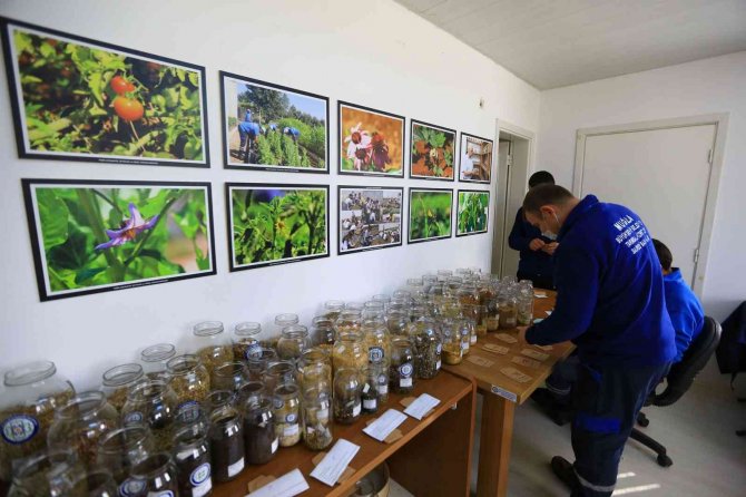 Ata Tohumları Topraktan Sofraya Ulaşıyor