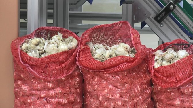 Türkiye’nin En İyi Sarımsağı Kapadokya’da Susuz Yetişiyor