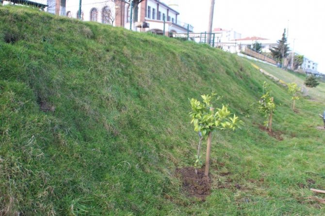 Ordu’da Parklar Narenciye Bahçesi Gibi