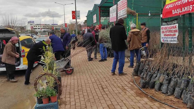 Şanlıurfa’da Fıstık Ve Zeytin Fidanları Toprakla Buluşuyor