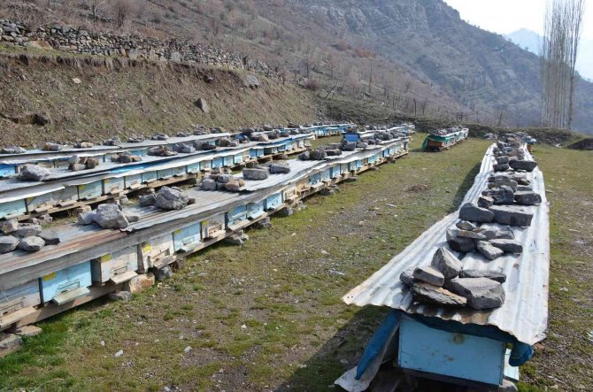 Şırnak’ta Bal Arıları 5 Aylık Kış Uykusundan Uyandı