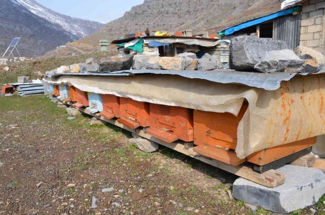 Şırnak’ta Bal Arıları 5 Aylık Kış Uykusundan Uyandı