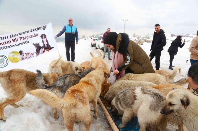 Van’da Sokak Hayvanlarını Besleme Etkinliği Renkli Görüntülere Sahne Oldu