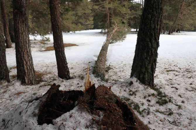Bolu’da Onlarca Çam Ağacı Kökünden Devrildi