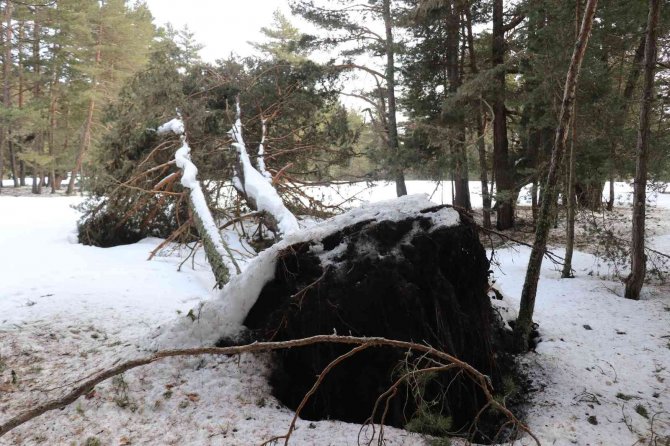 Bolu’da Onlarca Çam Ağacı Kökünden Devrildi