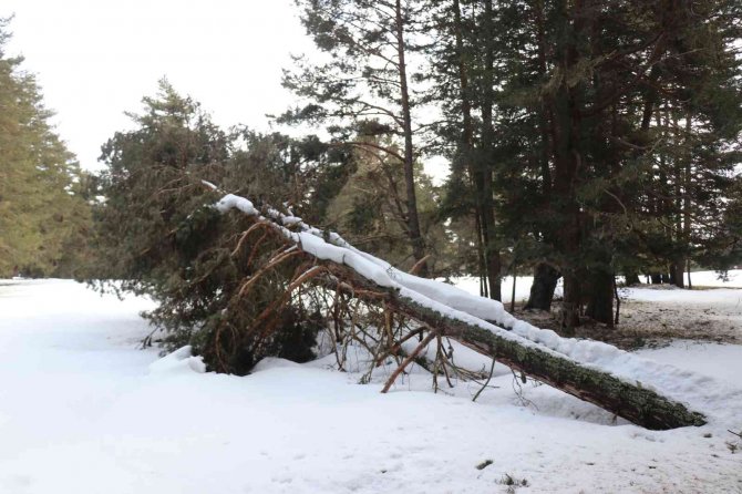 Bolu’da Onlarca Çam Ağacı Kökünden Devrildi