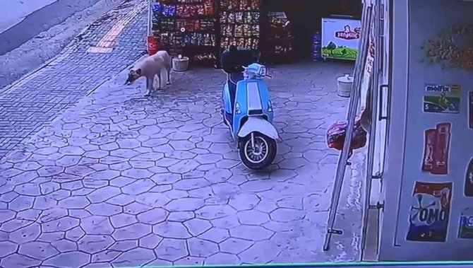 Marketten Cips Çalan Köpek Kameraya Yakalandı
