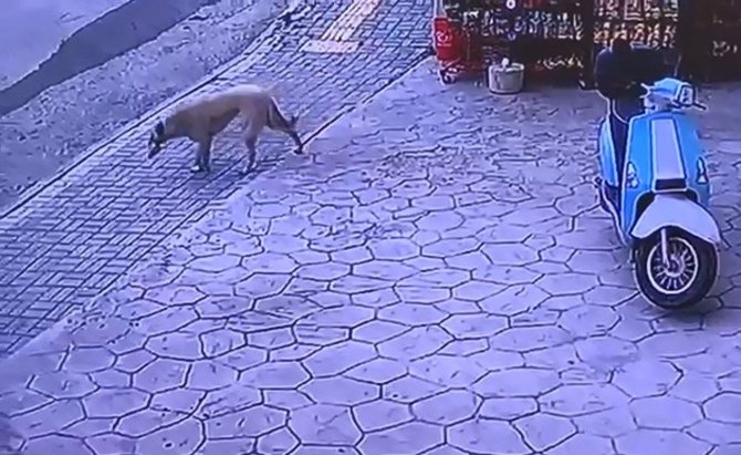 Marketten Cips Çalan Köpek Kameraya Yakalandı