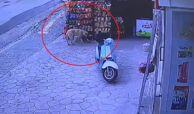 Marketten Cips Çalan Köpek Kameraya Yakalandı