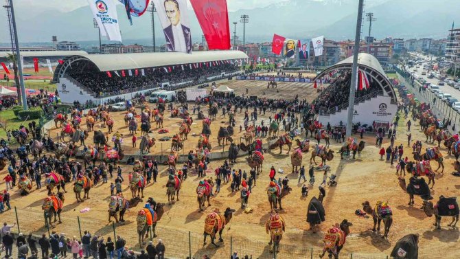 10 Binlerce Denizlili Deve Güreşi Heyecanını Doyasıya Yaşadı