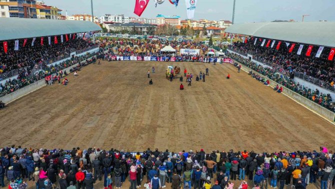 10 Binlerce Denizlili Deve Güreşi Heyecanını Doyasıya Yaşadı