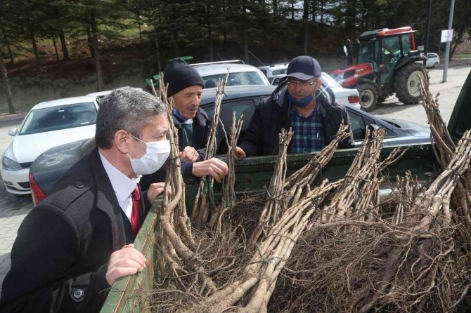 Çameli’nde Ceviz Üretim Alanları Genişletiliyor