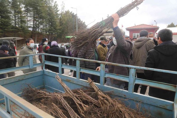 Çameli’nde Ceviz Üretim Alanları Genişletiliyor