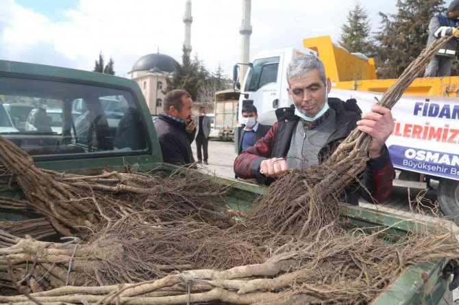 Çameli’nde Ceviz Üretim Alanları Genişletiliyor