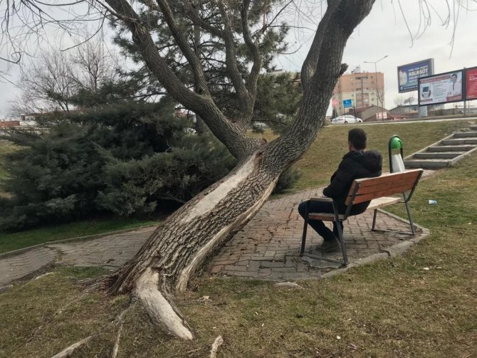 Bu Ağaç Yatay Büyüyor