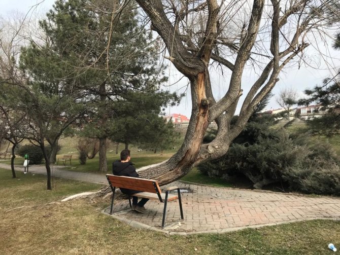 Bu Ağaç Yatay Büyüyor