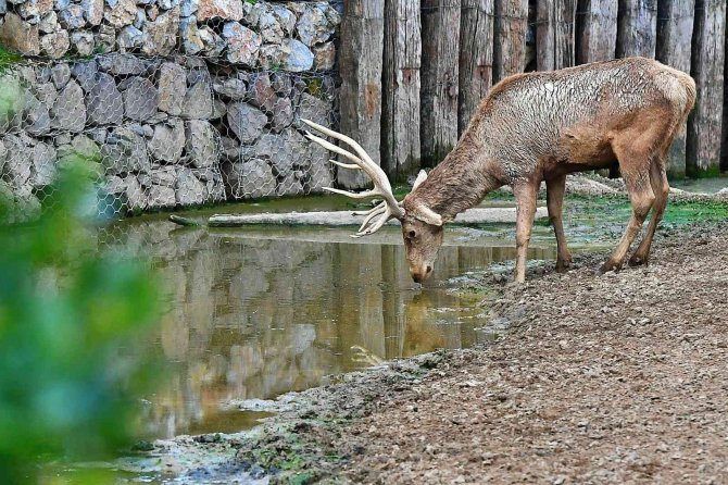 İ̇zmir Doğal Yaşam Parkı’nın 54 Sakini Artık Uşaklı