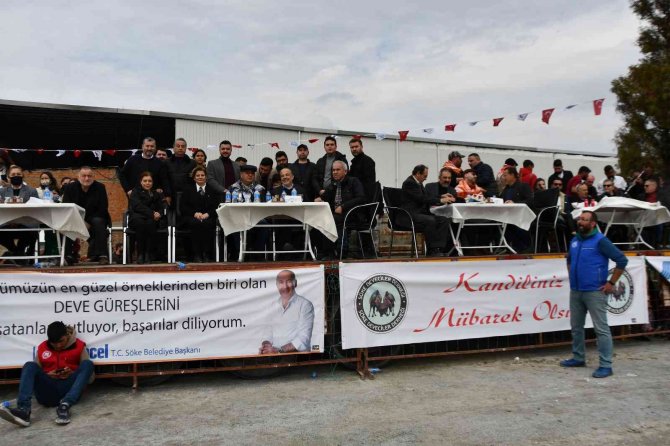 Söke 7. Geleneksel Deve Güreşi Festivali Yoğun İlgi Gördü
