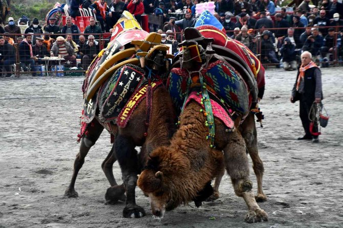 Söke 7. Geleneksel Deve Güreşi Festivali Yoğun İlgi Gördü