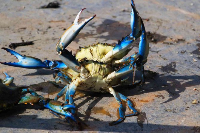 Adana’nın Mavi Yengeçleri Dünya Mutfağında