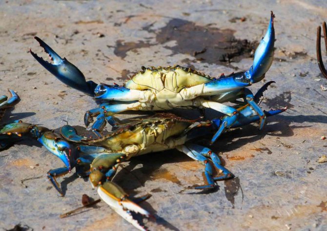 Adana’nın Mavi Yengeçleri Dünya Mutfağında