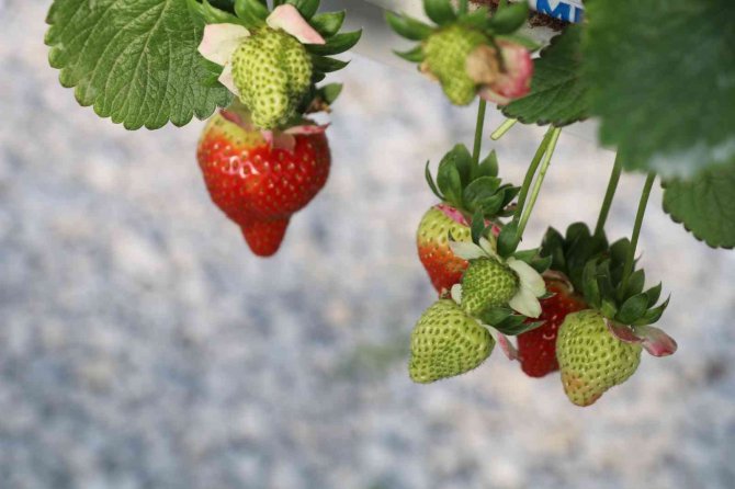 Çilek Sektörü Aydın’da Masaya Yatırılacak