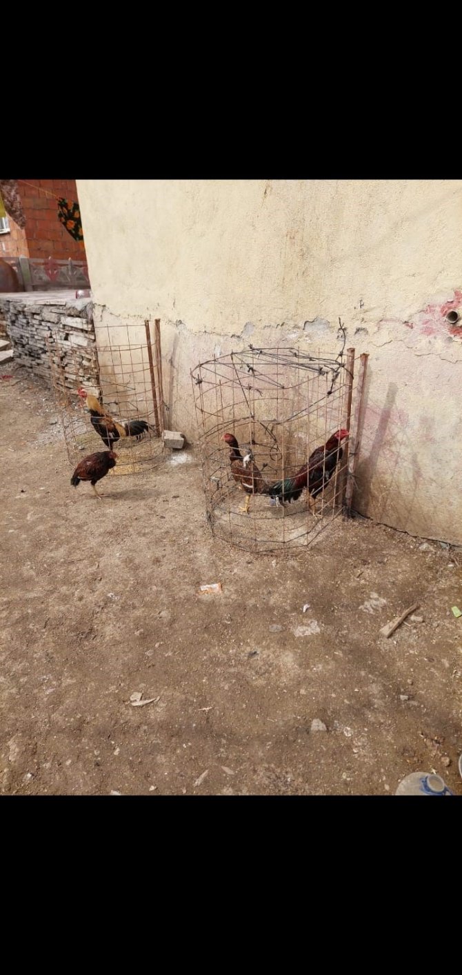 Çaldıkları Cins Kümes Hayvanlarını Satamadan Yakalandılar