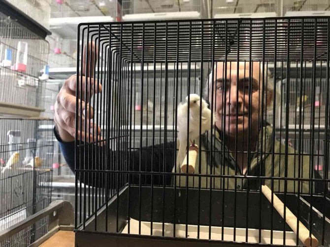 Bir Ev Dolusu Kanaryadan 450 Yavru Bekliyor