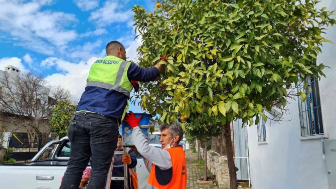 Kaldırımlardaki Turunçlar Reçel Olacak