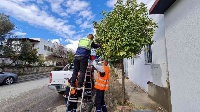Kaldırımlardaki Turunçlar Reçel Olacak
