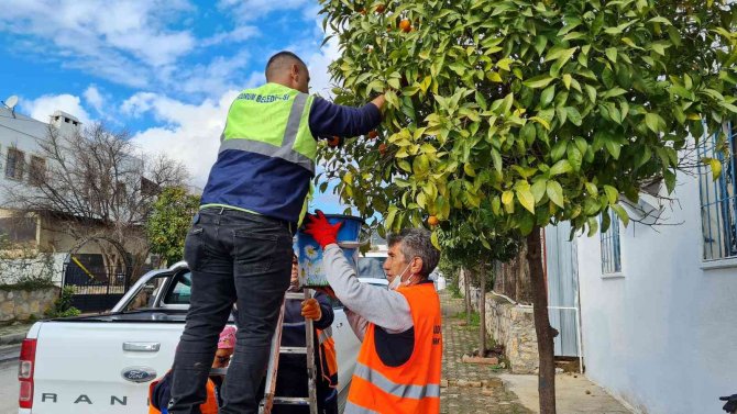 Kaldırımlardaki Turunçlar Reçel Olacak