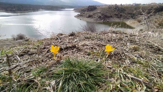 Kütahya’da Çiğdemler Çiçek Açtı