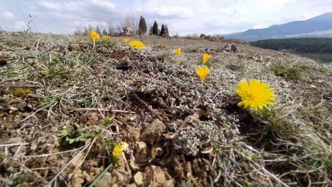 Kütahya’da Çiğdemler Çiçek Açtı