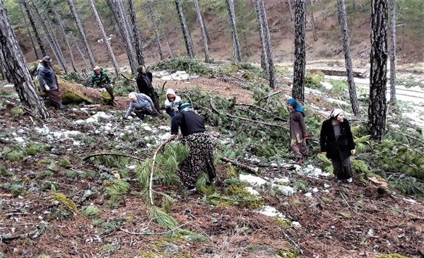 Kütahya’da Ormanlara Silvikültürel Müdahaleler